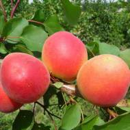 Саженец Абрикос Перла